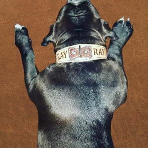 Honden Halsband Honden Halsband